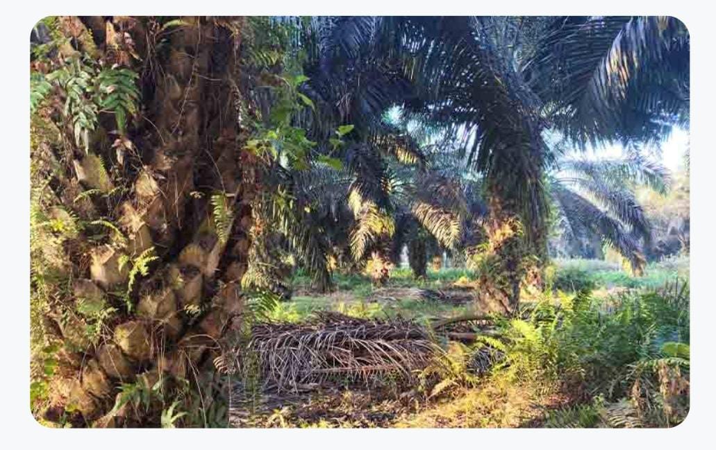 Kondisi salah satu lahan sawit di kabupaten Pulang Pisau Kalimantan Tengah