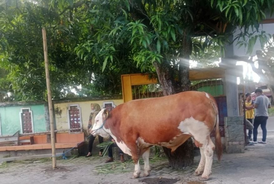 Presiden Prabowo kurbankan sapi 1,25 ton di Masjid Istiqlal pada Idul Adha