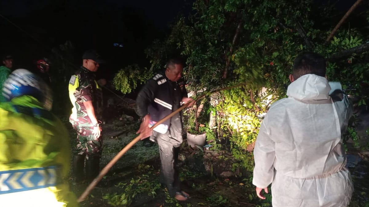 Pohon Tumbang Timpa Rumah Warga, BPBD Padang Imbau Warga Waspada Cuaca Ekstrem