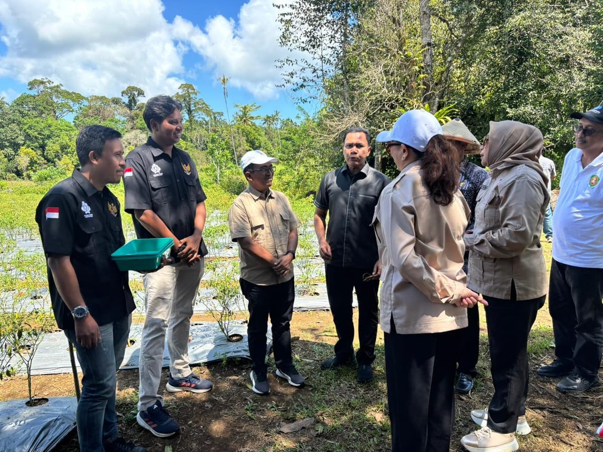 Panen Raya Cabai Maluku Youth Creative Hub, Langkah Awal Lawan Inflasi
