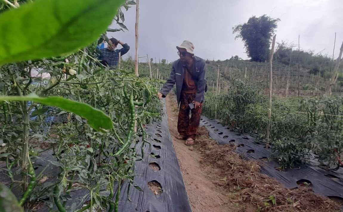 Penyaluran Pupuk Bersubsidi di Sumbar Capai 74 Persen