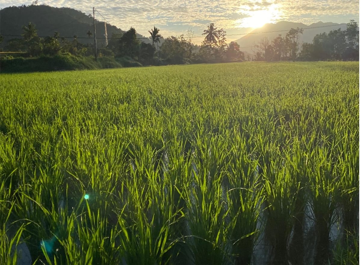 Lahan Pertanian di Padang Makin Menyusut, Produksi Padi Melorot