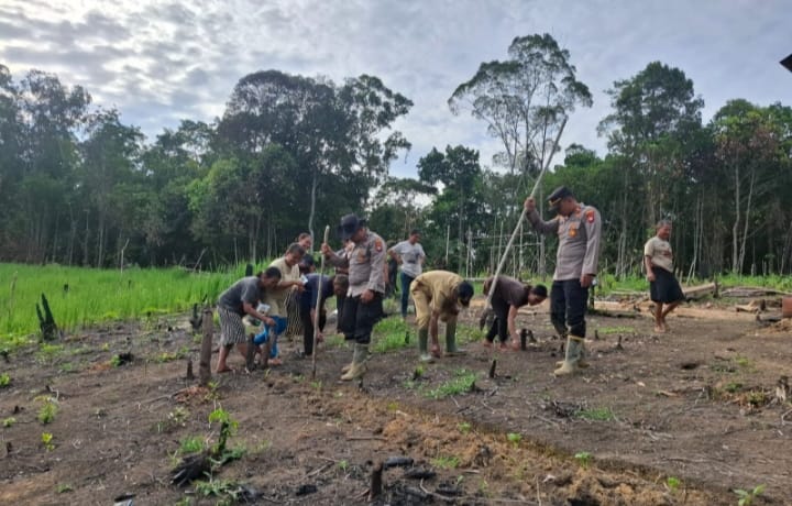 Dukung Ketahanan Pangan Lewat Penanaman Jagung Hibrida