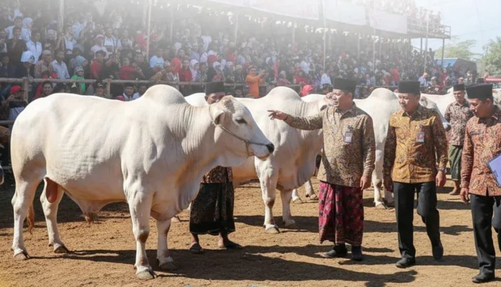Pemkab Jember Akan Menggelar Festival dan Expo Sapi Jawa Timur 2025