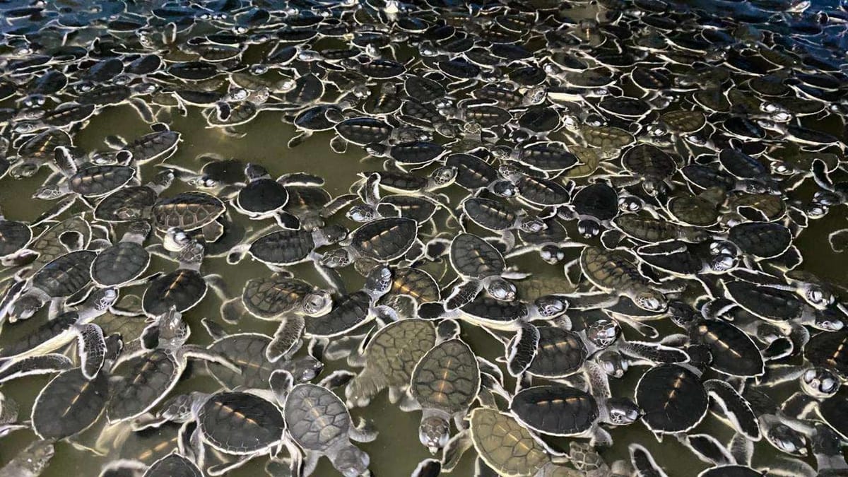 20 Ribu Tukik, di lepas ke Habitatnya upaya Pelestarian Penyu