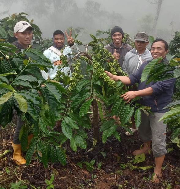Harga Kopi Naik Petani Purbalingga Gembira