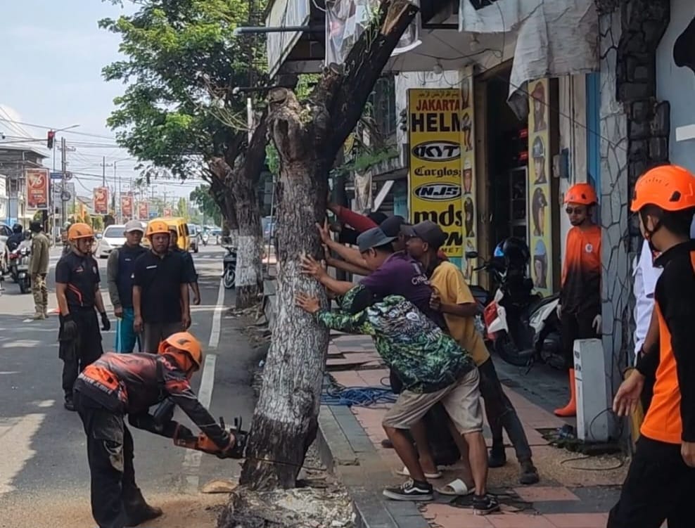 BPBD Jember Tebang Pohon untuk Menyelamatkan Bukan Merusak Lingkungan