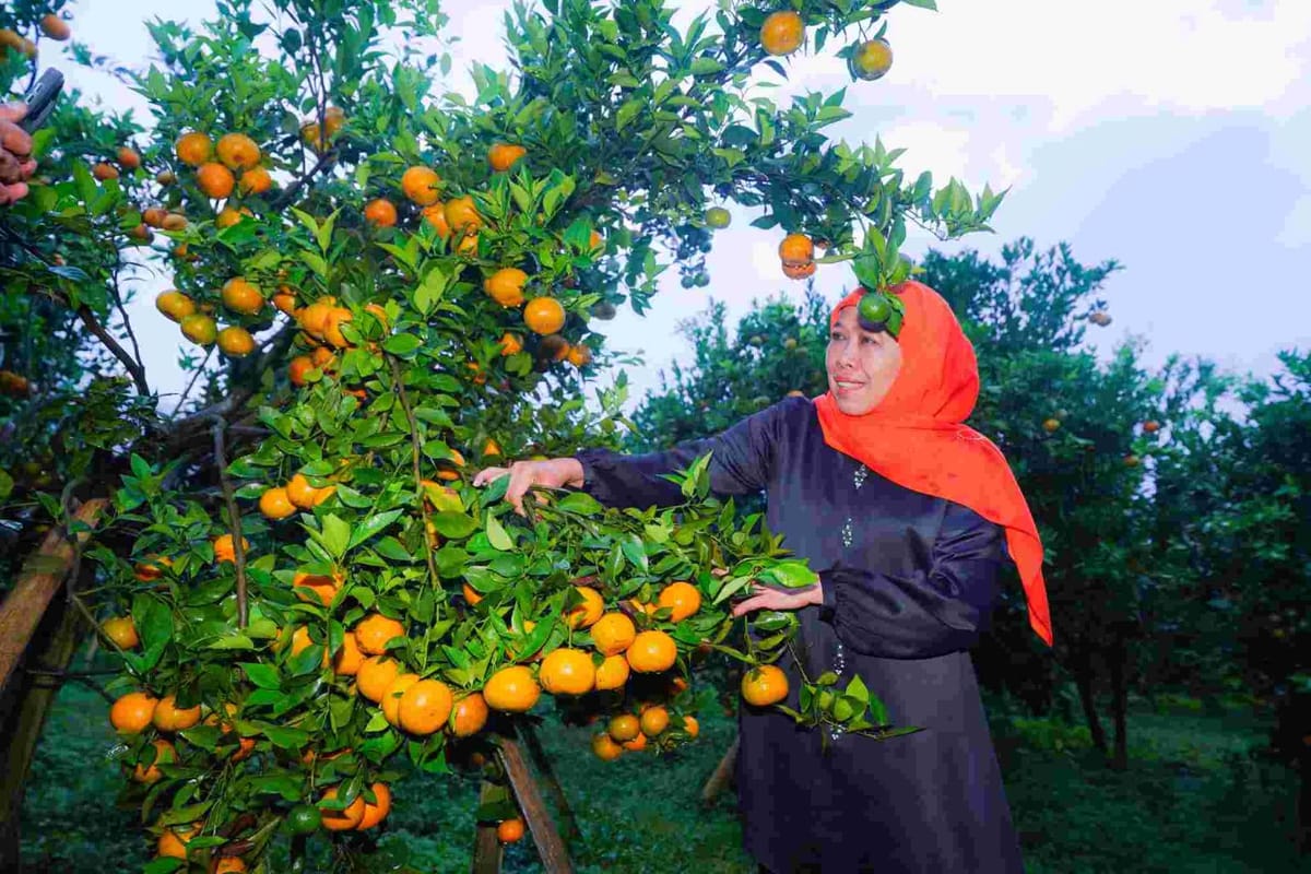 Pujian Gubernur Khofifah Untuk Jeruk Siam Madu Pasuruan, Dorong Perluasan Pasar Dan Desa Wisata