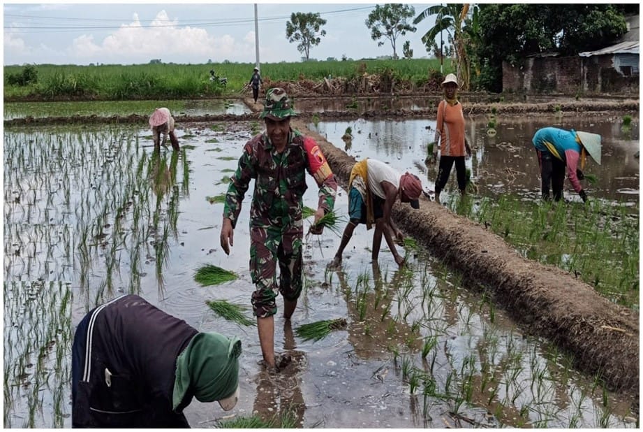 Wujudkan Ketahanan Pangan, Babinsa Panarukan Bantu Petani Tanam Padi