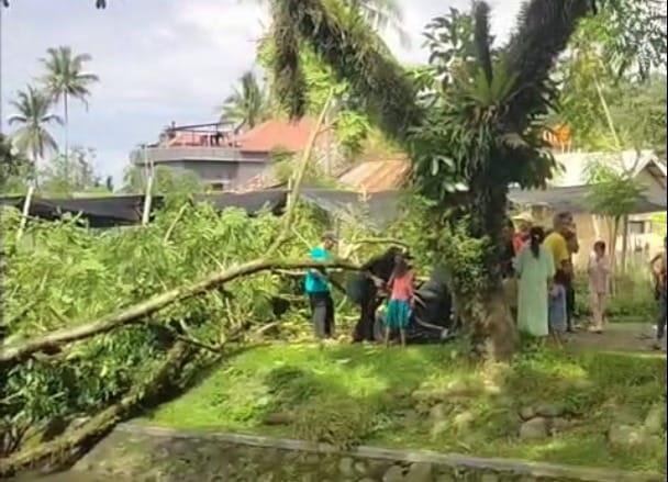Diterjang Badai, Pohon Tumbang di Padang Timpa Warga dan Tutup Akses Irigasi