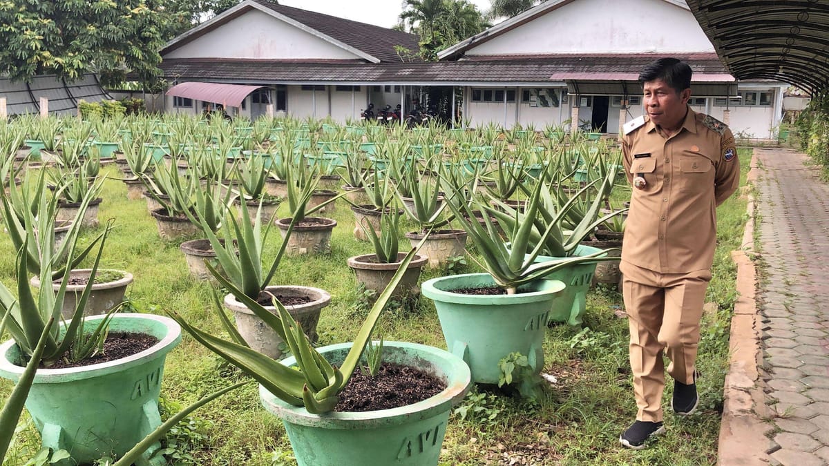 Potensi Besar yang Terabaikan, Lidah Buaya Pontianak Kembali Didorong ke Pasar Global