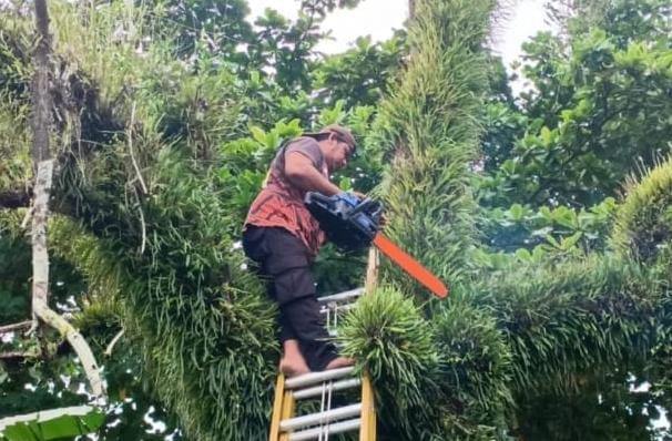 BPBD Palangka Raya Siaga: Pohon Rawan Tumbang Dipangkas, TRC Pantau Titik-titik Rawan