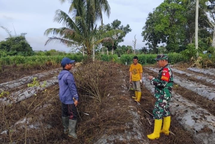 Dukung Ketahanan Pangan, Babinsa Bantu Olah Lahan Cabai di Tabu Darat Hulu