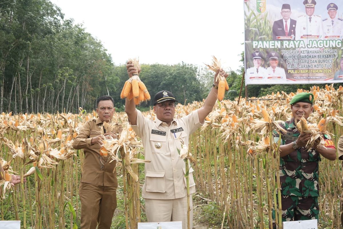 Bupati Kuansing Hadiri Panen Raya Jagung Pipil, Ini Upaya Pemda Dalam Memperkuat Ketahanan Pangan Daerah