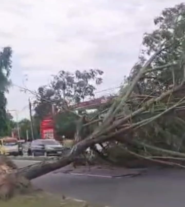 Dua Pengendara Motor Tewas Tertimpa Pohon Tumbang di Bulaksumur UGM