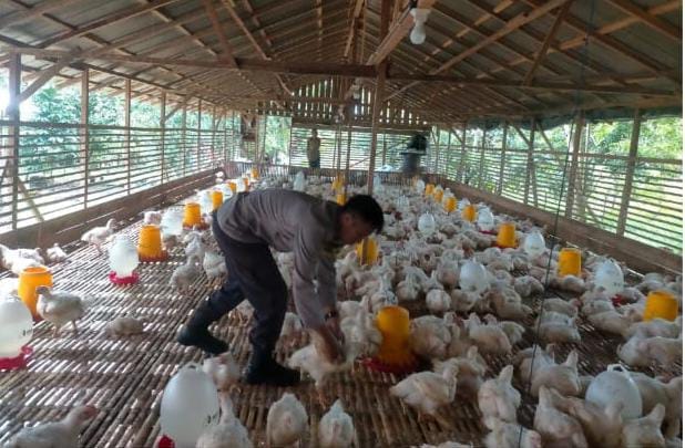 Pasokan Ayam Belum Ideal, Peternak Palangka Raya Diminta Atur Ritme Produksi