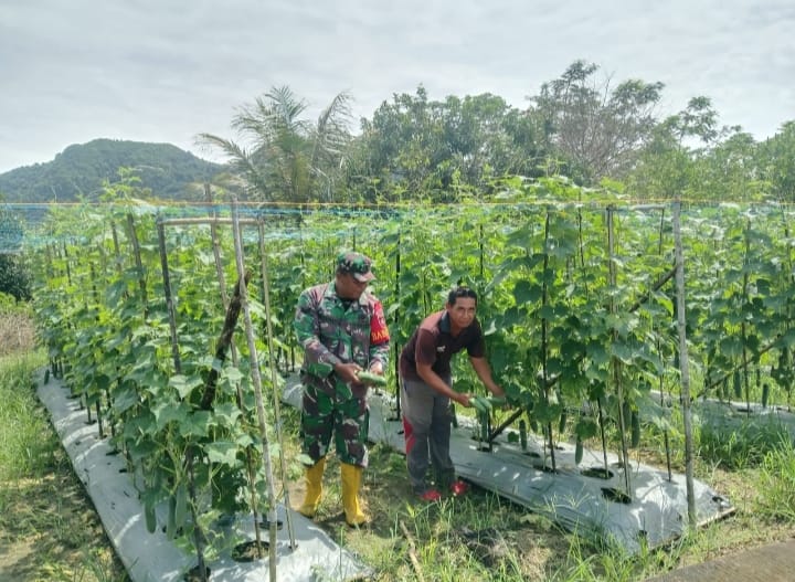 Dukung Ketahanan Pangan, Babinsa Haruyan Turun Langsung Bantu Panen Mentimun