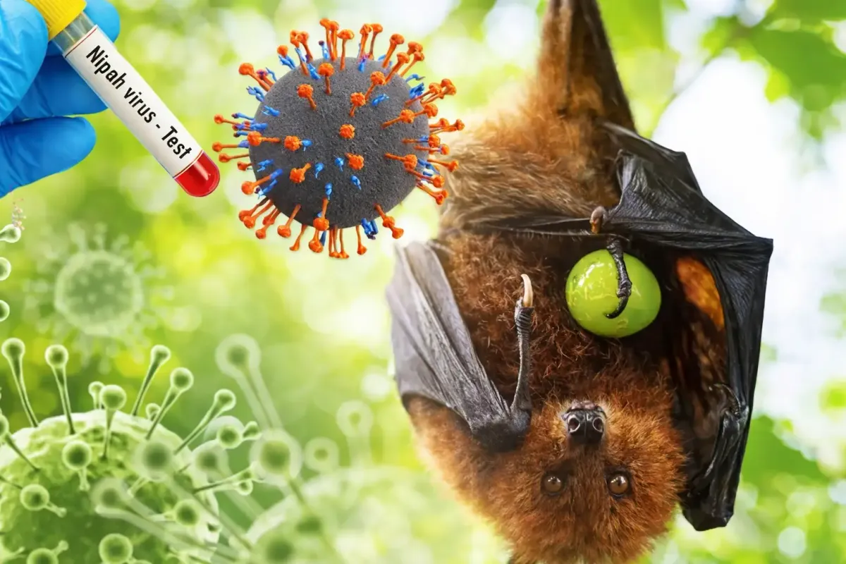 Pendekatan One Health Strategi Utama  Kesiapsiagaan Hadapi Virus Nipah