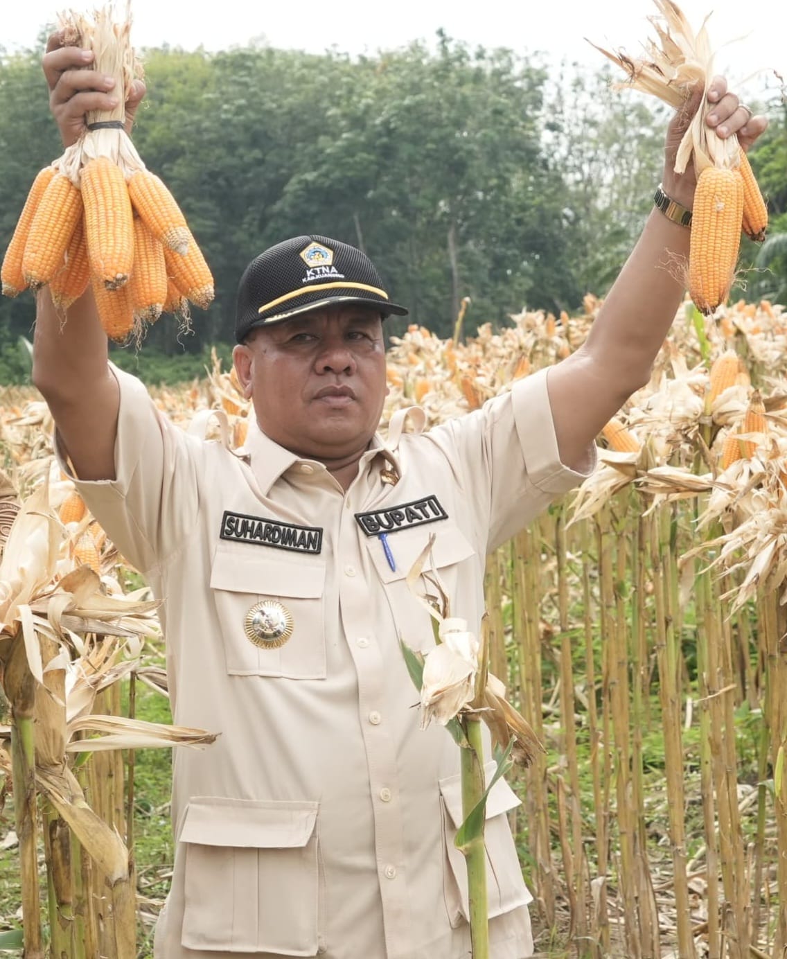 Hadiahi Umroh Bagi Desa Yang Banyak Panen Produksi Jagung Pipil: Bupati Kuansing Suhardiman Amby Ketahanan Pangan Harus Di Tingkatkan