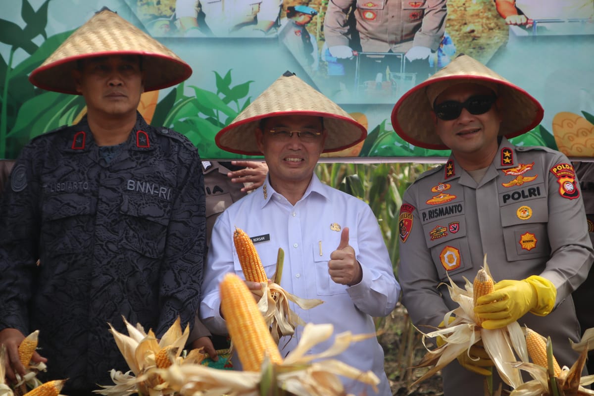 Jagung Kalbar, Harapan Petani dan Ketahanan Pangan Nasional