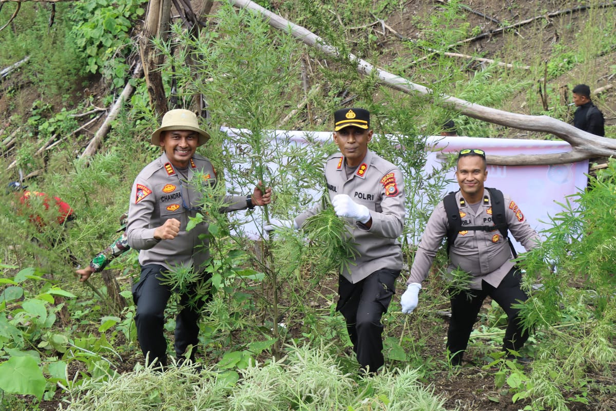 Polres Aceh Besar Musnahkan Ladang Ganja di Pegunungan Lembah Seulawah, Satu Orang Tersangka Ditangkap