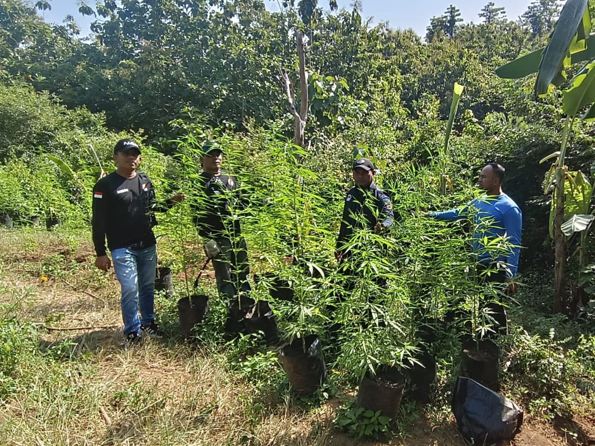 Sat Resnarkoba Polres Aceh Besar Musnahkan Ladang Ganja, Seorang Tersangka Ditangkap