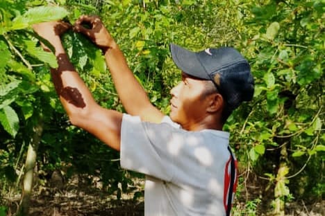 Harga Kratom Terjun Bebas, Harapan Petani Kian Pudar