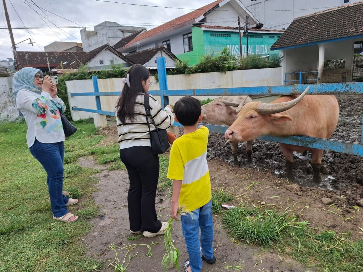 Wisata Edukatif Murah Meriah, Melihat Kebo Bule Keraton Surakarta