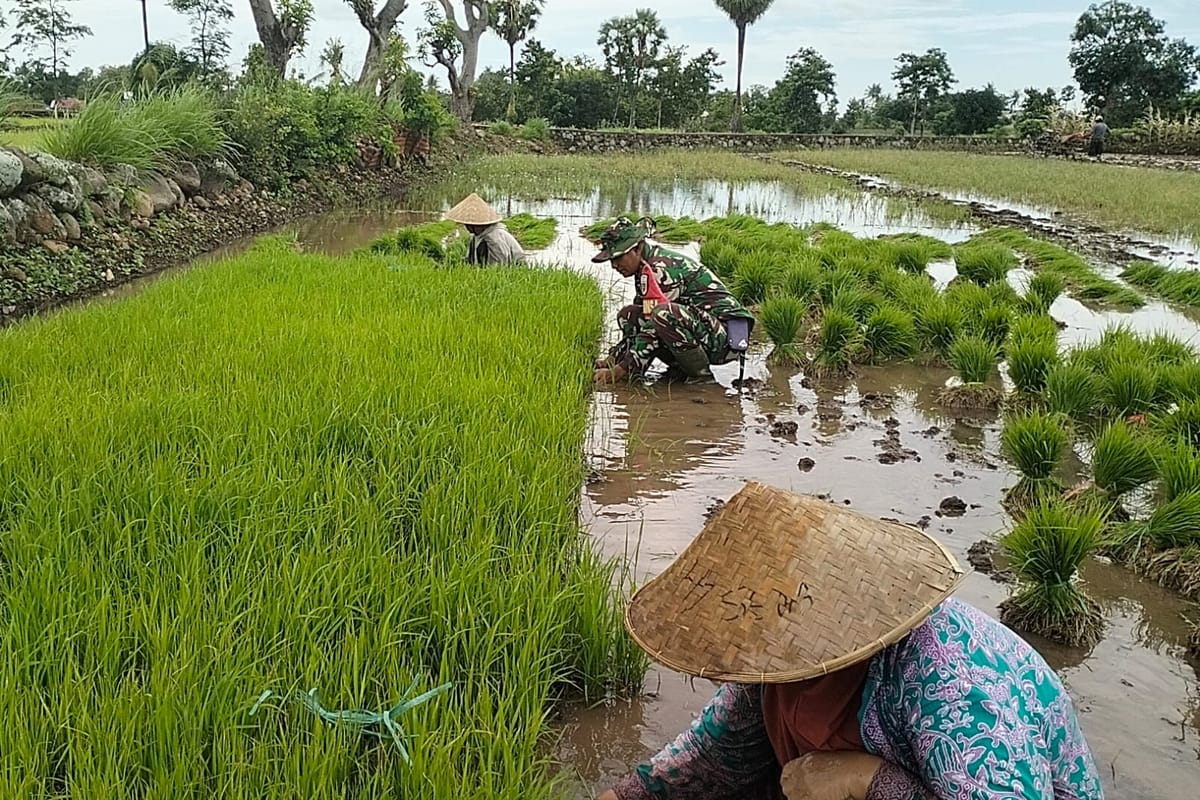 Kebersamaan di Tengah Lumpur, Babinsa Koramil 04/Kelara Kodim 1425/Jeneponto Bantu Petani Hadapi Musim Tanam