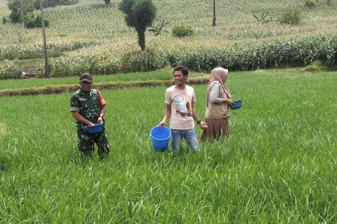 Babinsa Kodim 1425/Jeneponto Lakukan Pemetaan Pertumbuhan Padi di Wilayah, Pastikan Produktivitas Terjaga