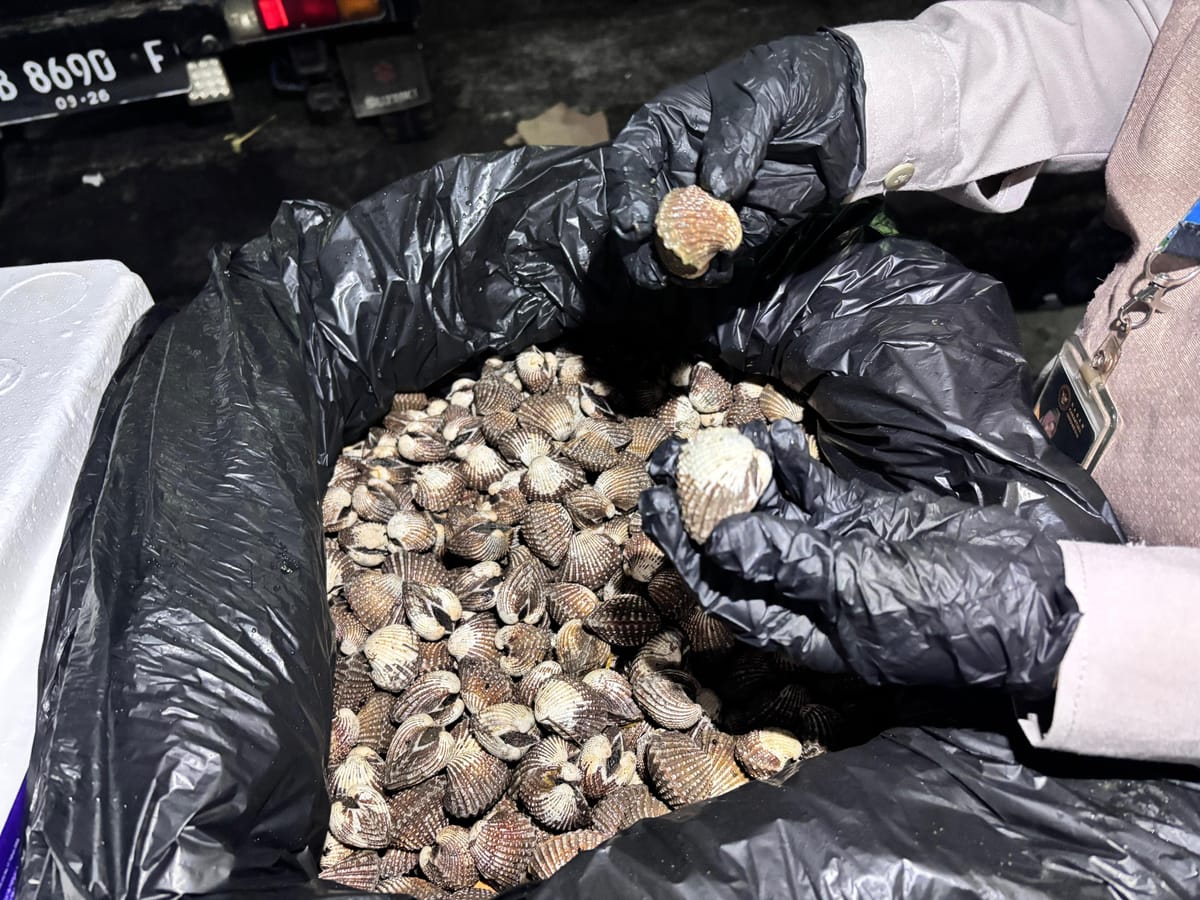 Karantina Maluku Utara Sertifikasi Ekspor Kerang Dara ke Thailand