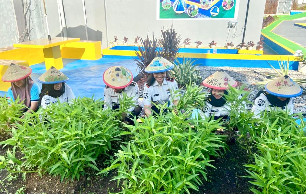Dukung Program Menteri Imigrasi dan Pemasyarakatan, Lapas Perempuan Ternate Panen Sayur Kangkung