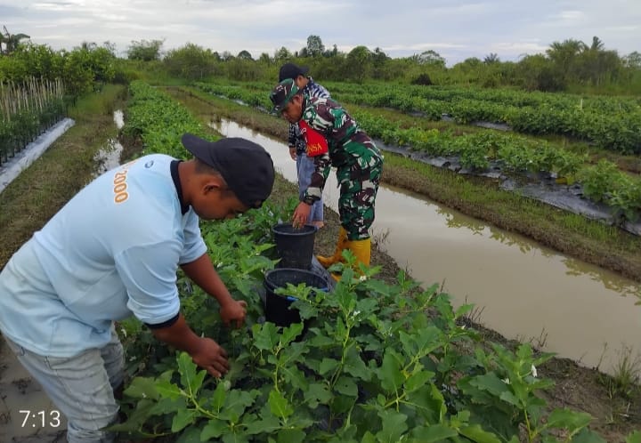 Dukung Ketahanan Pangan, Babinsa Labuan Amas Selatan Dampingi Petani Sayuran