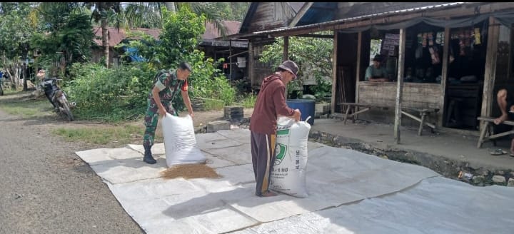 Wujud Kemanunggalan TNI-Rakyat, Babinsa BAS Bantu Petani Jemur Padi