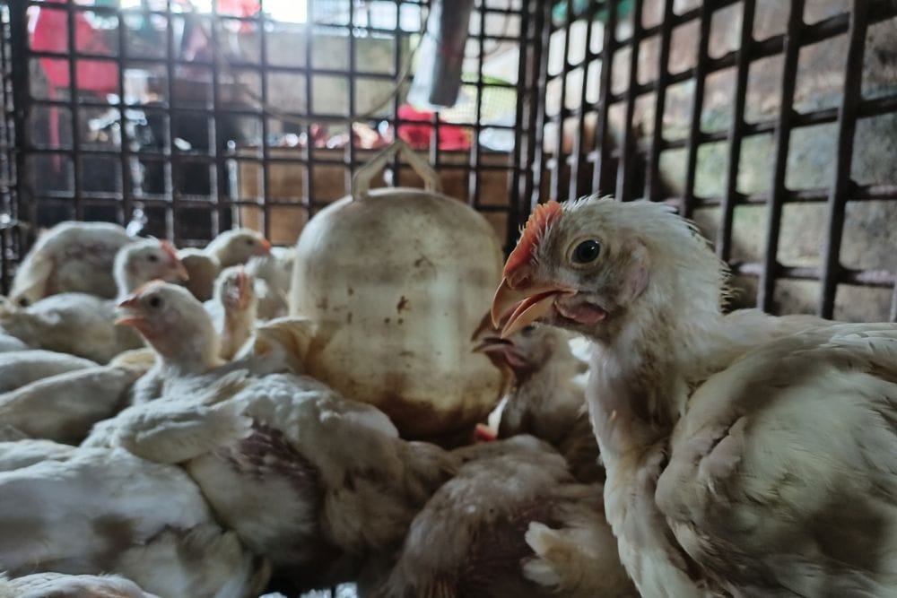 Jelang Imlek Dan Ramadhan 1447 H Permintaan Ayam Potong Melejit  di Pekanbaru