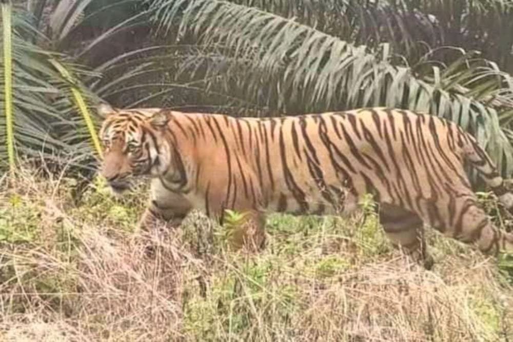 Harimau Sumatera Muncul Lagi di Dermaga PT SPA Distrik Serapung Pelalawan Riau, Pencari Kayu Jadi Korban