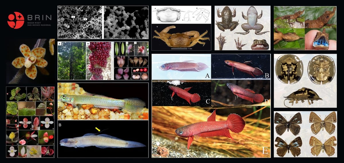 Peneliti BRIN Temukan 51 Spesies Baru Tahun 2025