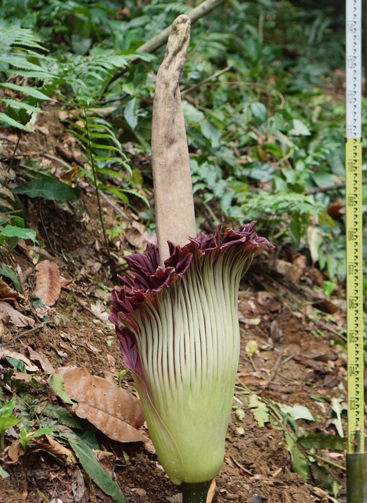 Bunga Bangkai Raksasa Amorphophallus Titanum Mekar di Kebun Raya Bogor