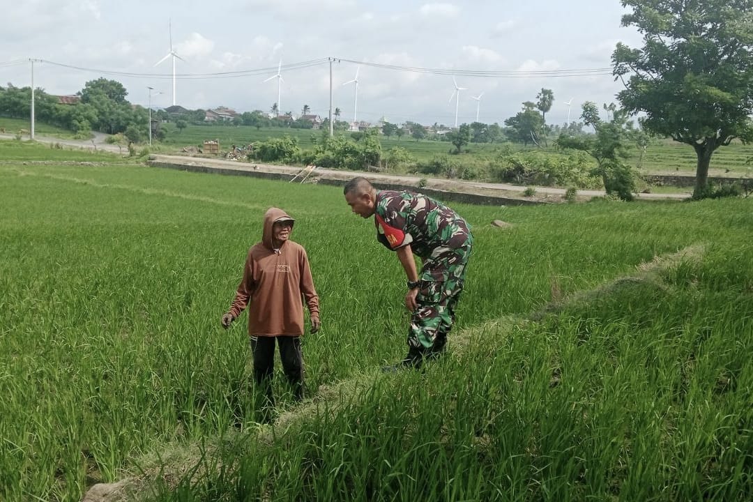 Babinsa Kodim 1425/Jeneponto Tinjau Kondisi Tanaman Padi Binaan