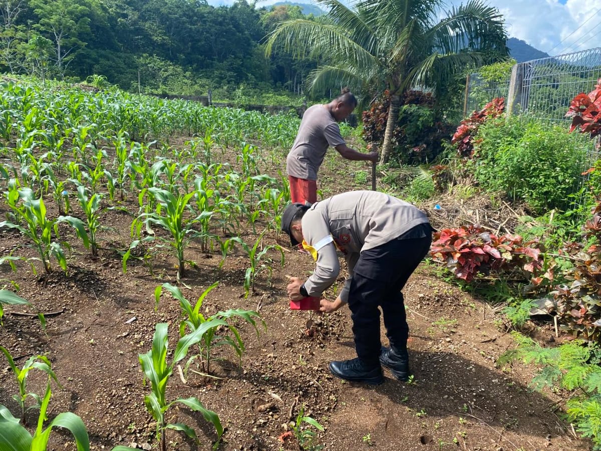 Polsek Kei Besar Selatan Perkuat Ketahanan Pangan, Pemupukan Tahap III Jagung Digencarkan Dukung Asta Cita