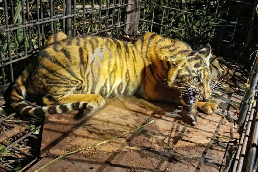Seekor Anak Harimau Sumatera Masuk Kandang Jebak di Pulau Muda Pelalawan