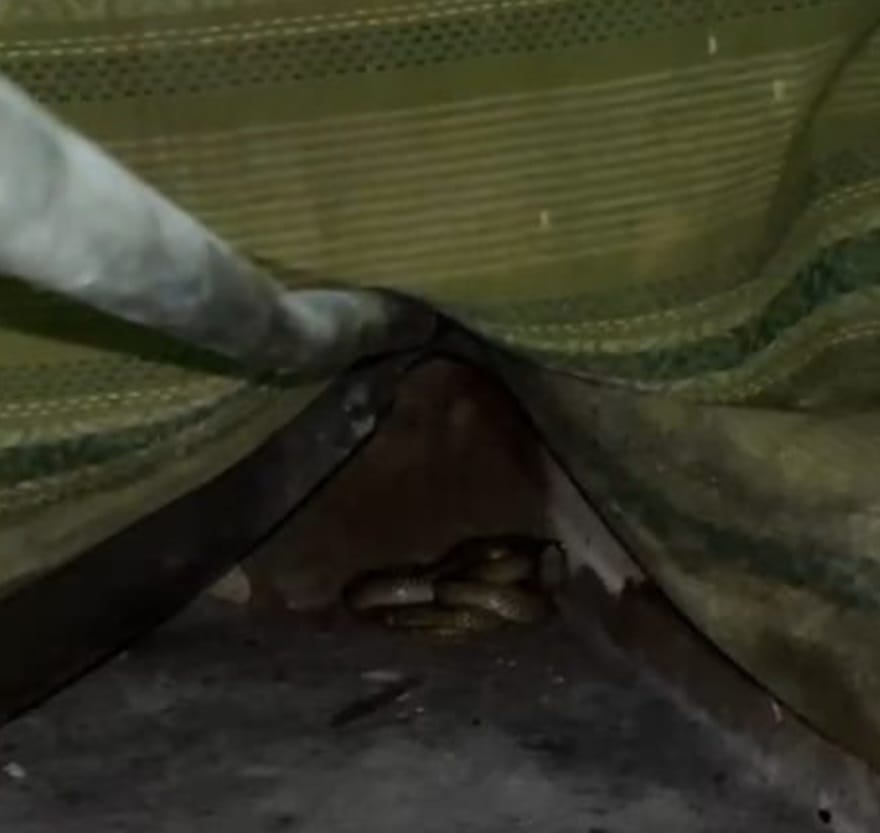 Kobra Sembur Masuk Rumah Petugas Damkar di Agam, Dievakuasi Tim Rescue Bukittinggi