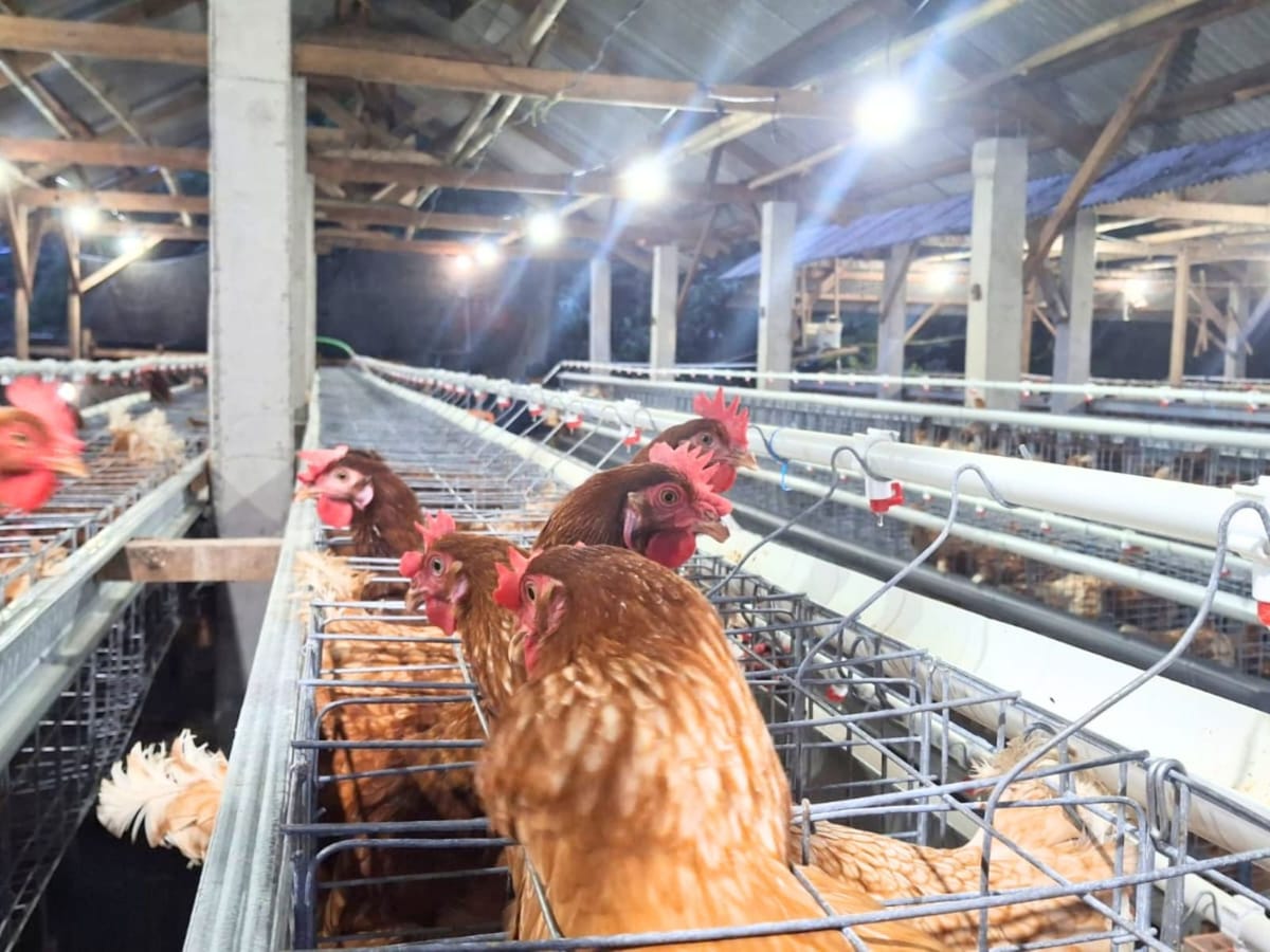 DKPPP Jember Siaga! Rapid Test AI Gratis untuk Lindungi Peternak Unggas