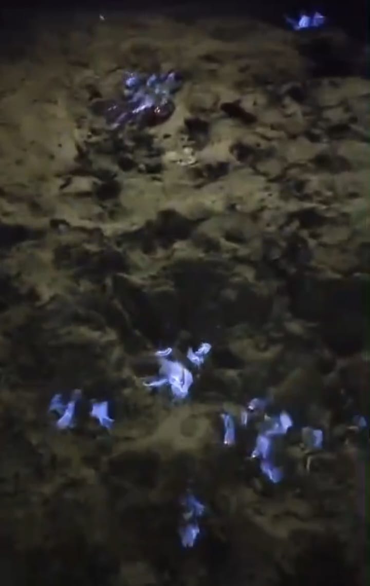 Api Misterius di Tepi Sungai Kapuas Padam, Polisi Tetap Siaga