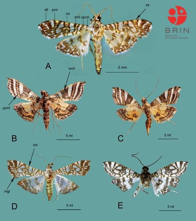 Peneliti BRIN Identifikasi 2 Spesies Ngengat Baru dari Sulawesi dan Papua