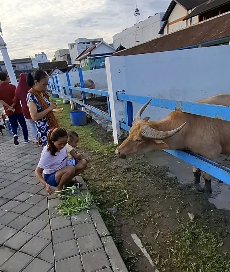 Sejarah dan Asal Usul Kebo Bule Keraton Surakarta