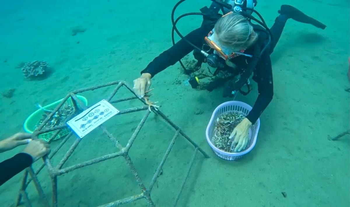 Aksi Konservasi Bawah Laut Pertamina Patra Niaga, Harmoni Laut Ambon