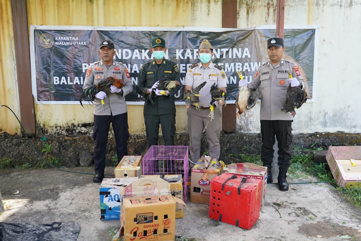 Karantina Maluku Utara Lakukan Tindakan Tegas Musnahkan 20 Ekor Unggas Ilegal