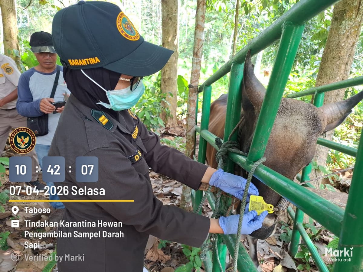 Jelang Idul Adha Karantina Malut Perketat Pemeriksaan Sapi Yang Akan Dilalulintaskan