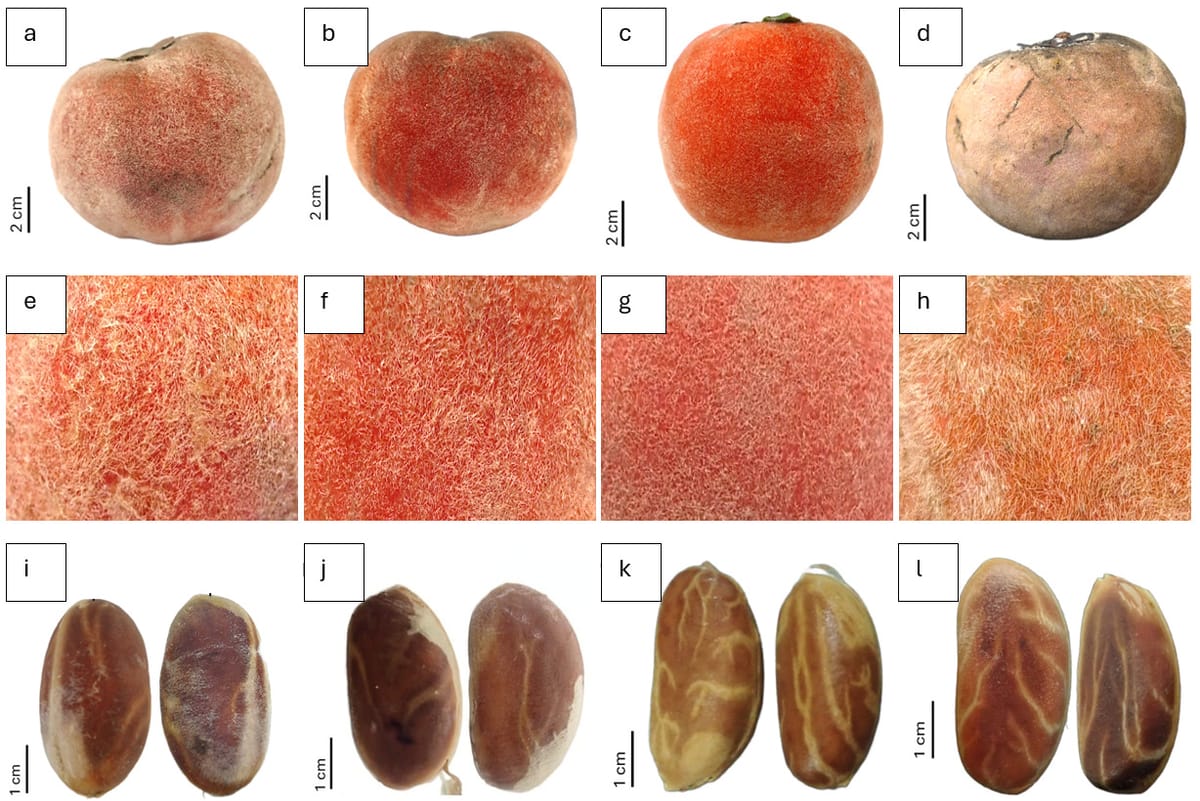 BRIN Identifikasi Subspesies Baru Bisbul Asal Papua